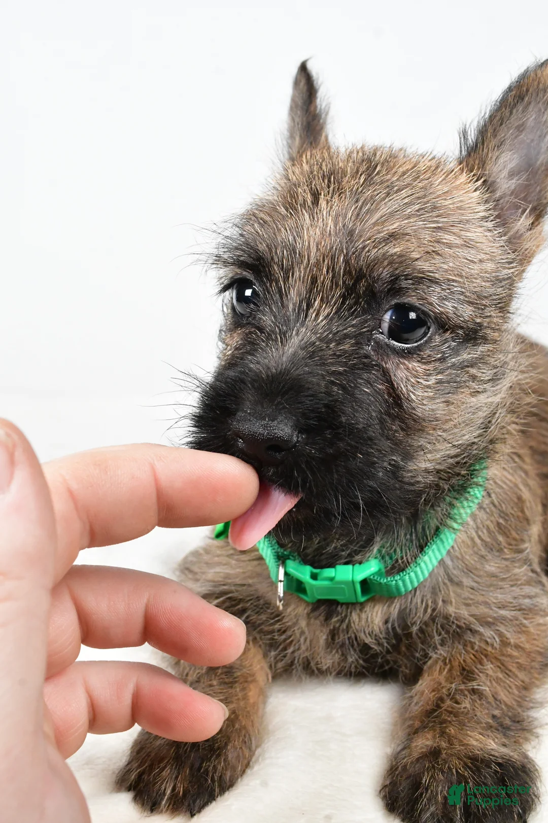 Cairn Terrier dogs for sale: Gabby - Ad 9