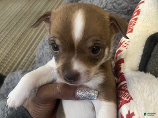 Chihuahua dogs Chihuahua Puppy 4 - Ad 26