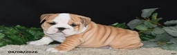 English Bulldog dogs for sale: Max - Ad 4