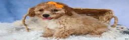 Miniature Poodle dogs for sale: WAYNE - Ad 10