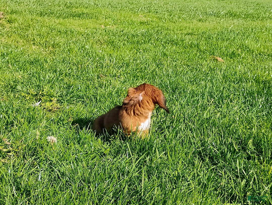 Miniature Dachshund dogs for sale: Luna - Ad 2