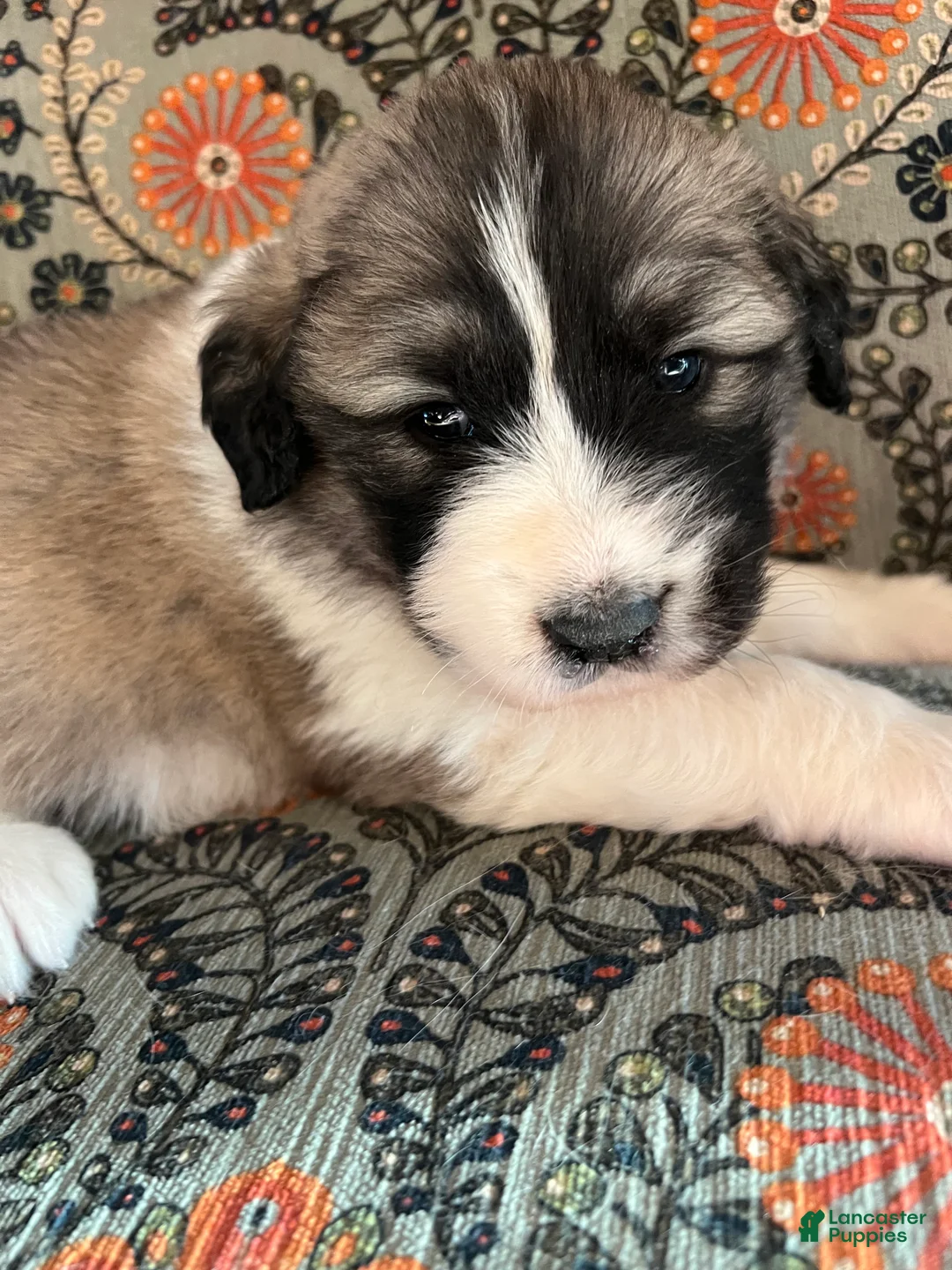 Great Pyrenees dogs for sale: Great Pyrenees Puppy 5 - Ad 2