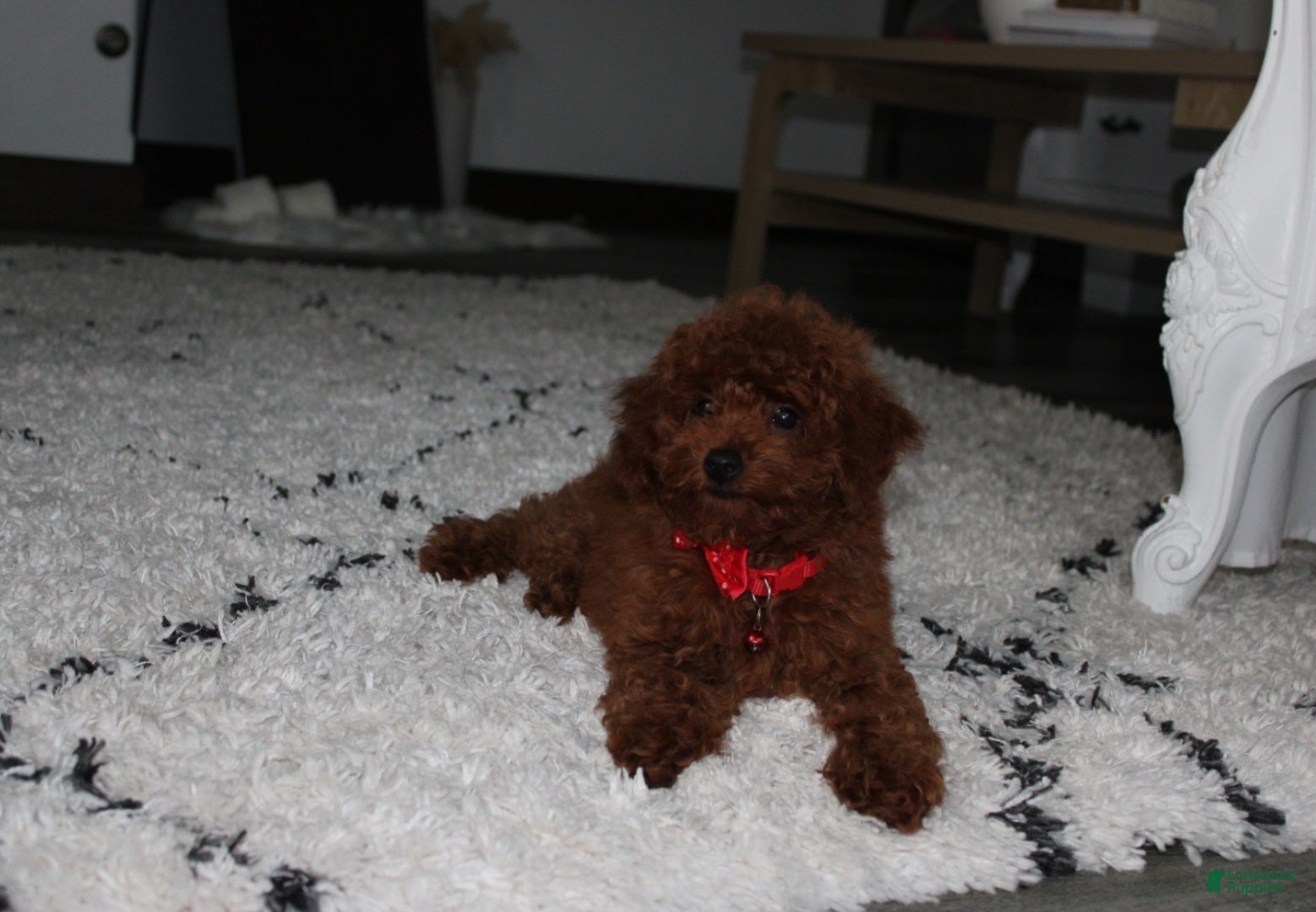 Toy Poodle dogs Toy PoodleKoda 1 - Ad 2