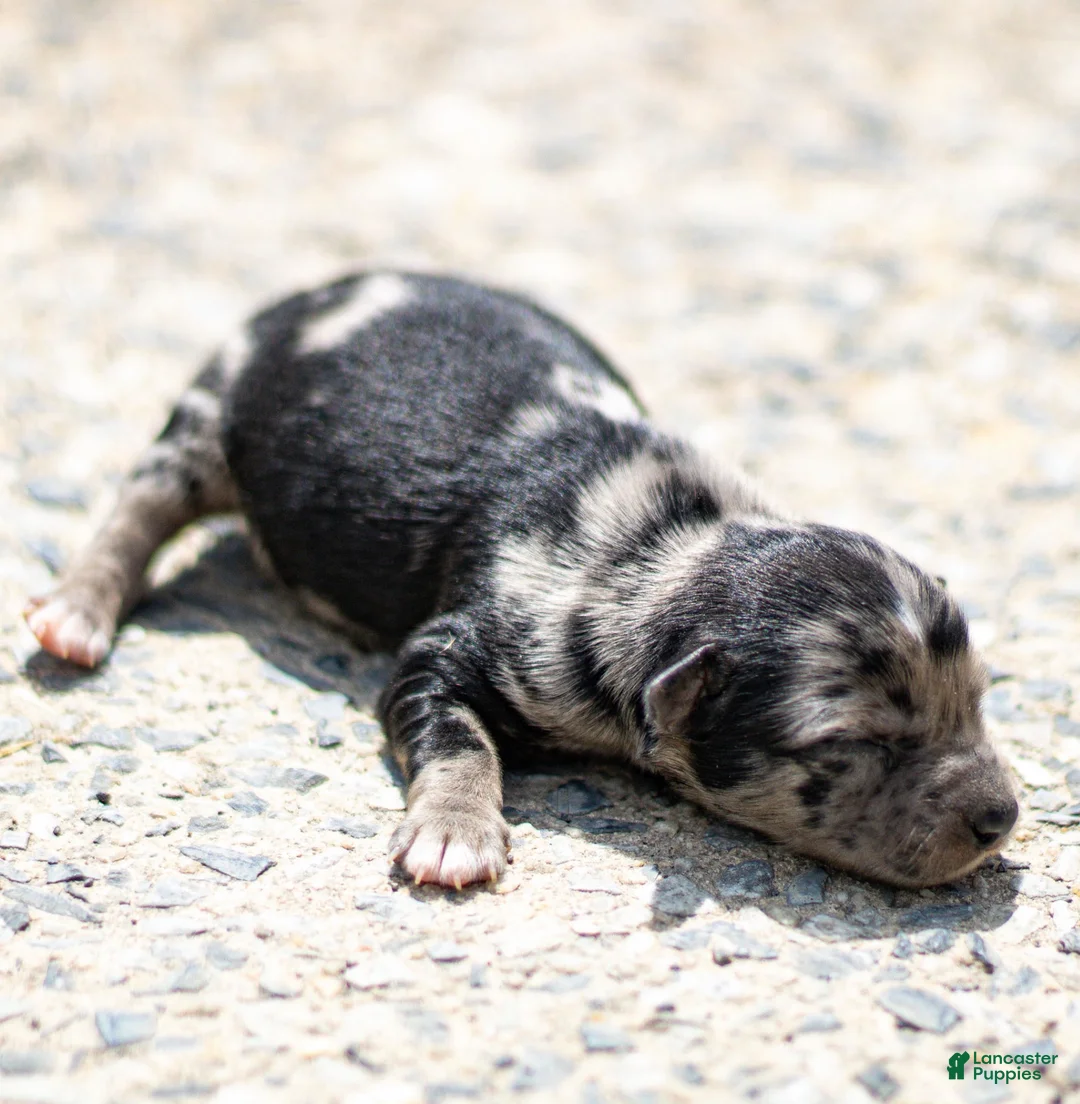Chihuahua dogs for sale: Ryder Chihuahua Puppy  - Ad 1
