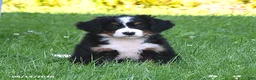 Bernese Mountain Dog dogs for sale: Cleo - Ad 5