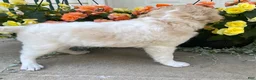 Mini Goldendoodle dogs for sale: Sugar - Ad 4