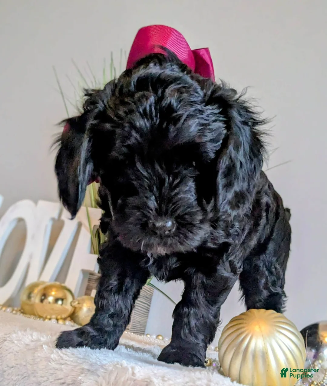 Mixed Breed dogs for sale: Mixed Breed Puppy 1 - Ad 11