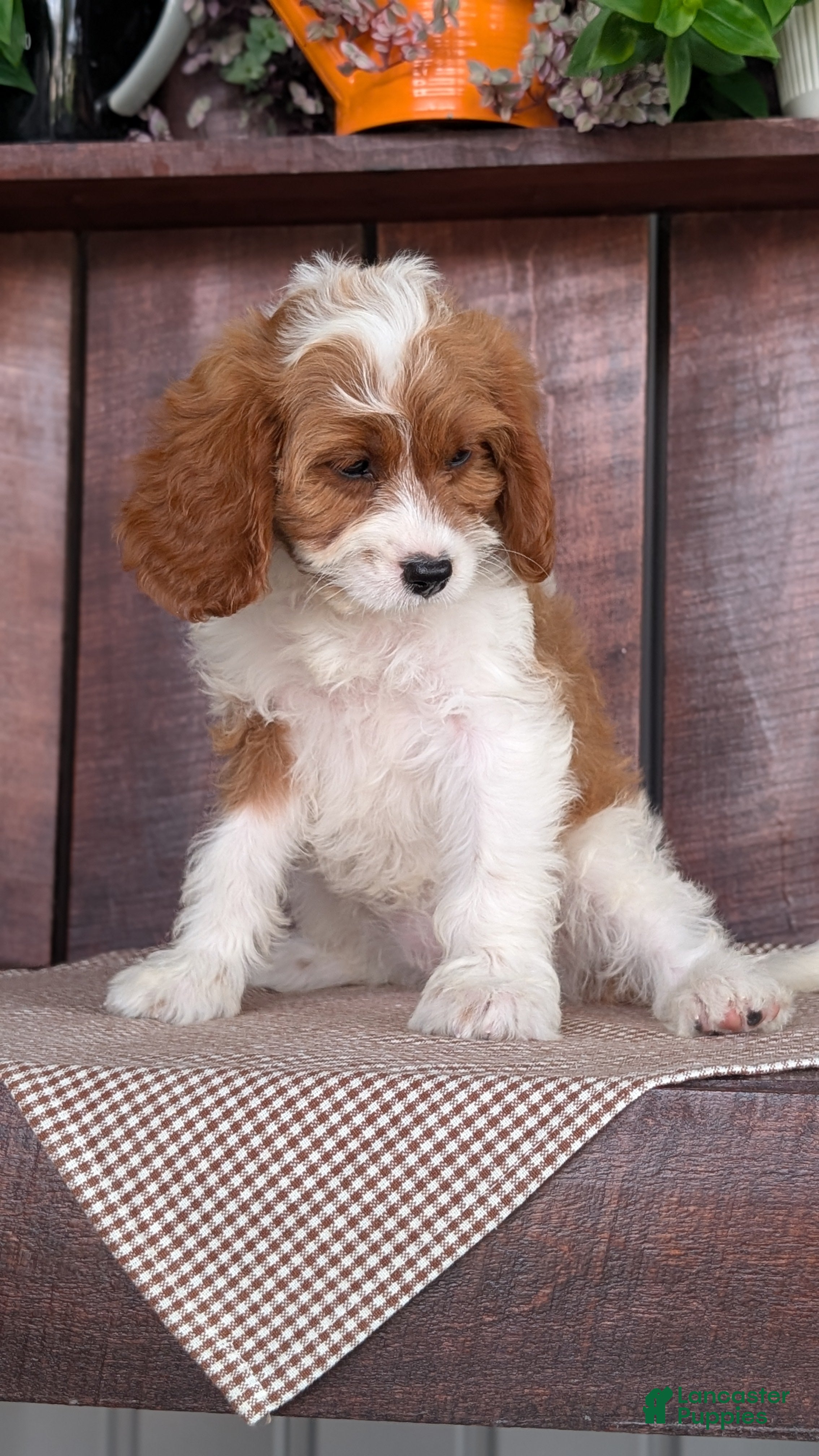 Cavapoo dogs Rena - Ad 2