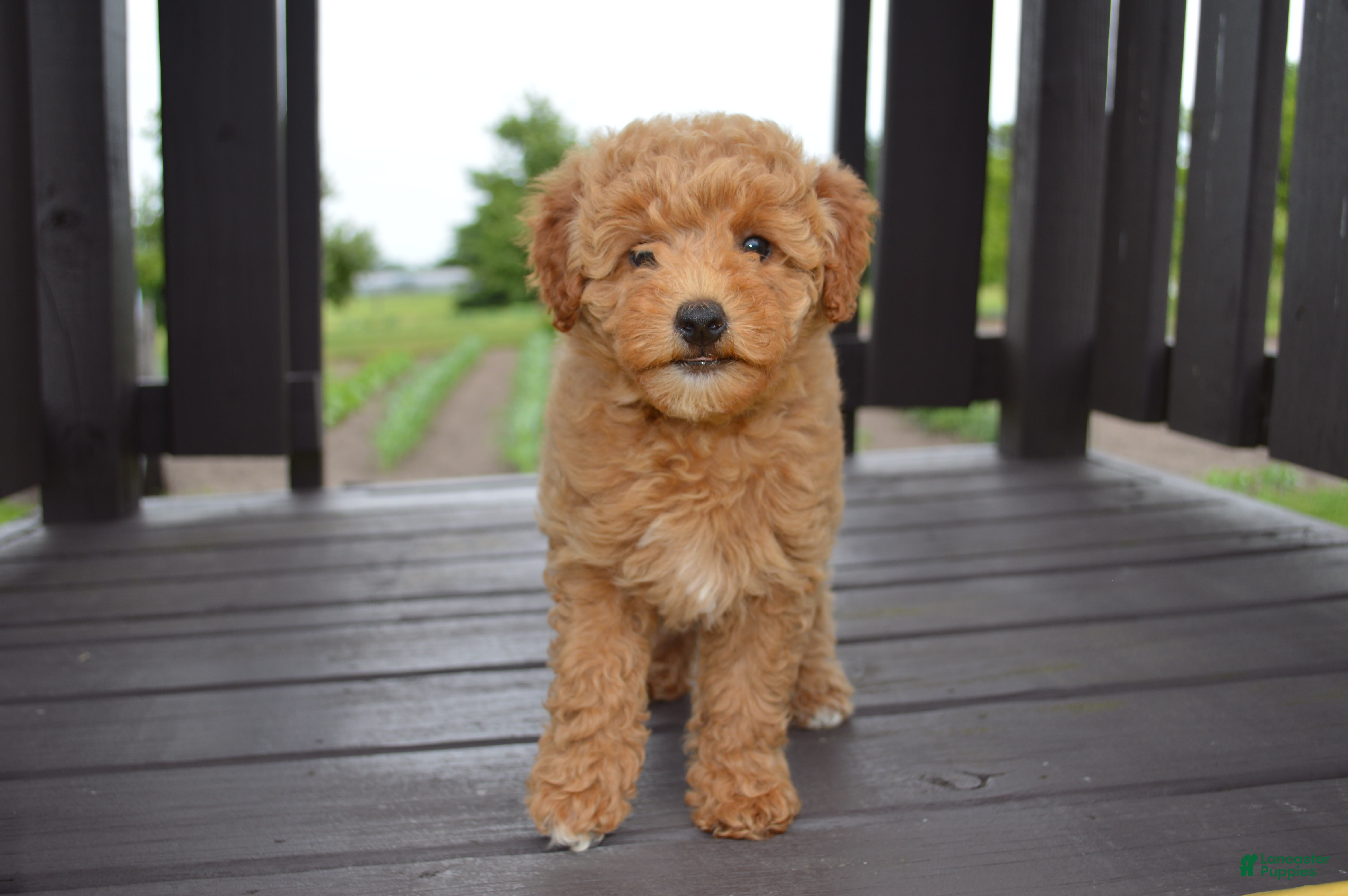 Mini Goldendoodle dogs Daisy  - Ad 1