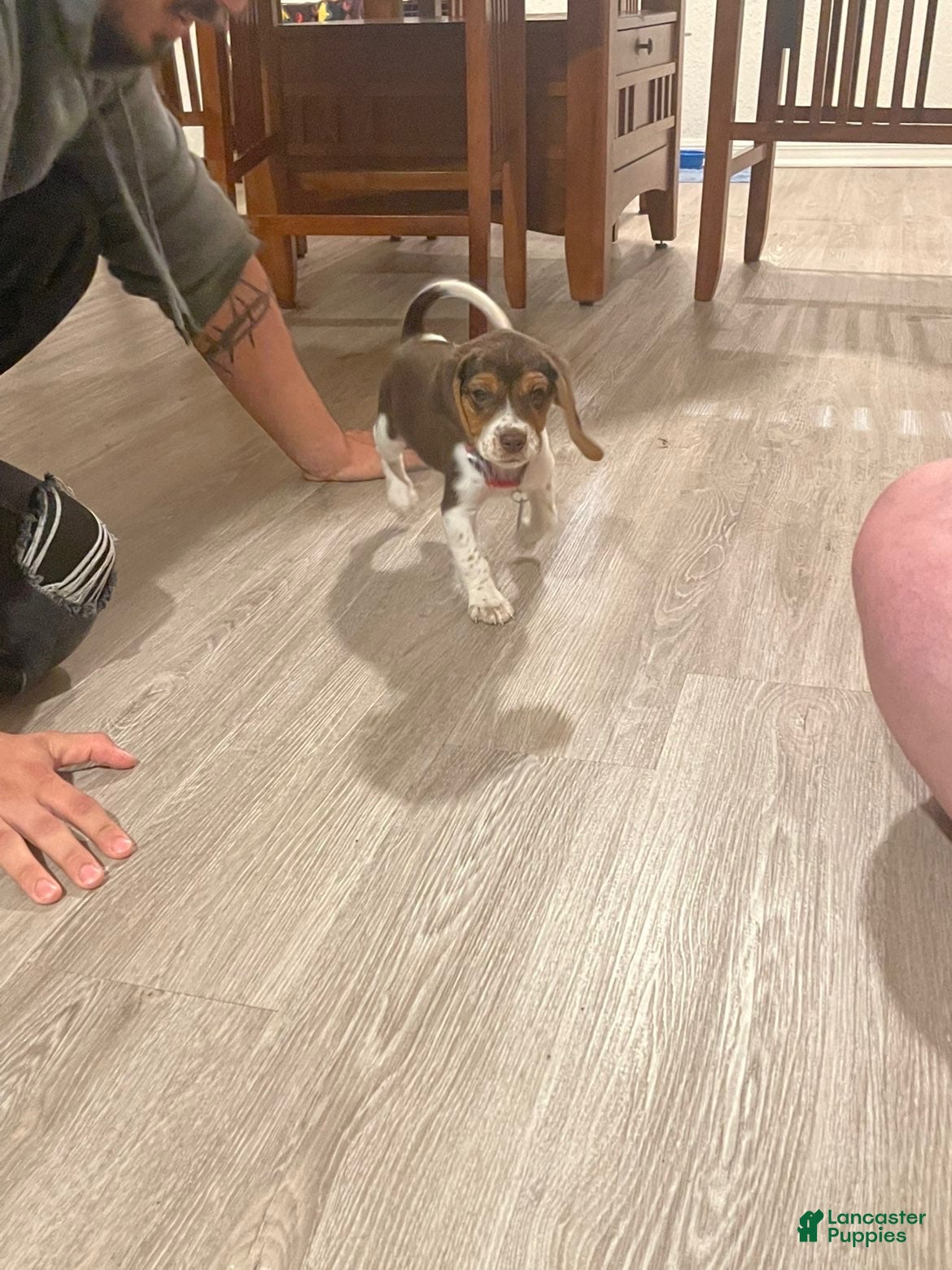 Beagle dogs Ted - Ad 7