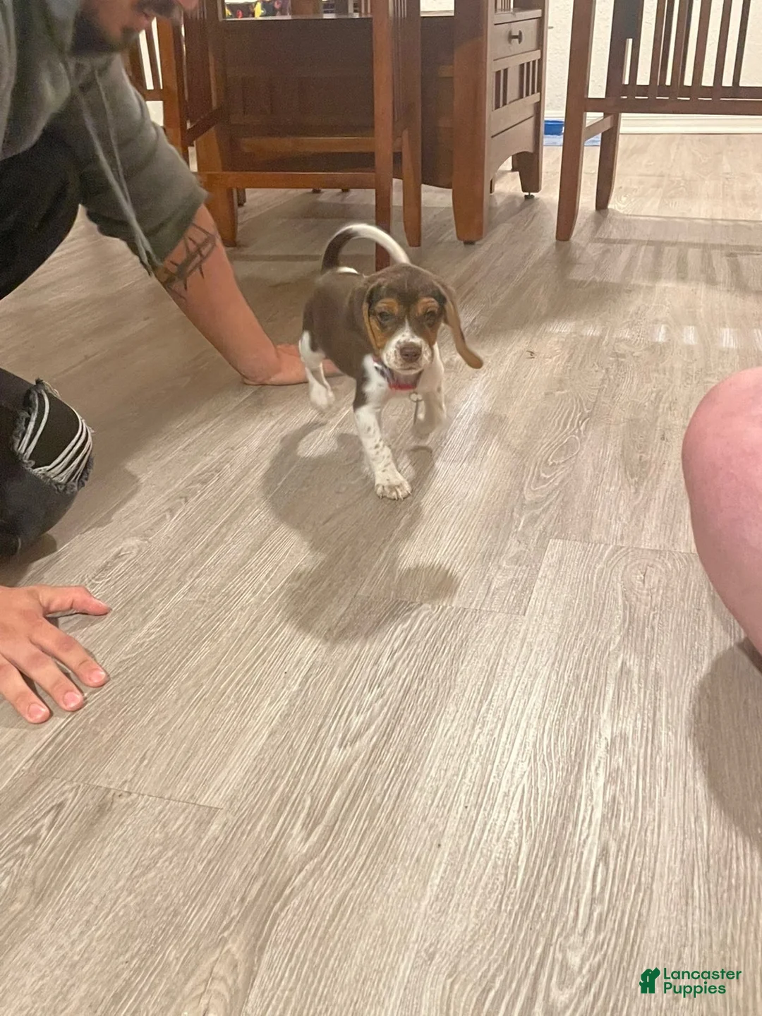 Beagle dogs for sale: Ted - Ad 1