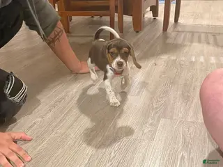 Beagle dogs Ted - Ad 7