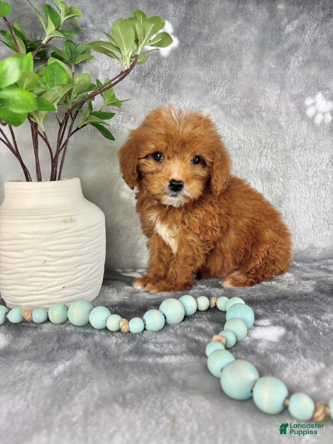 Mini Goldendoodle dogs for sale: Mini Goldendoodle Puppy 1 - Ad 2