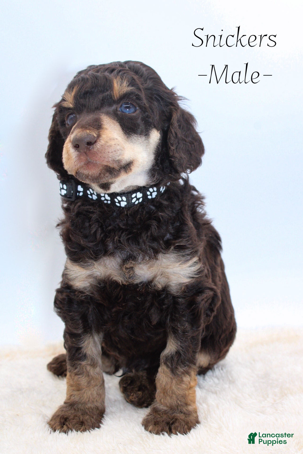 Standard Poodle dogs Snickers - Ad 23