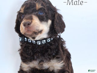 Standard Poodle dogs Snickers - Ad 33