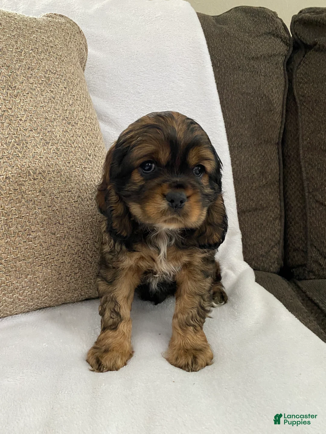 Cocker Spaniel dogs for sale: Trevor - Ad 2
