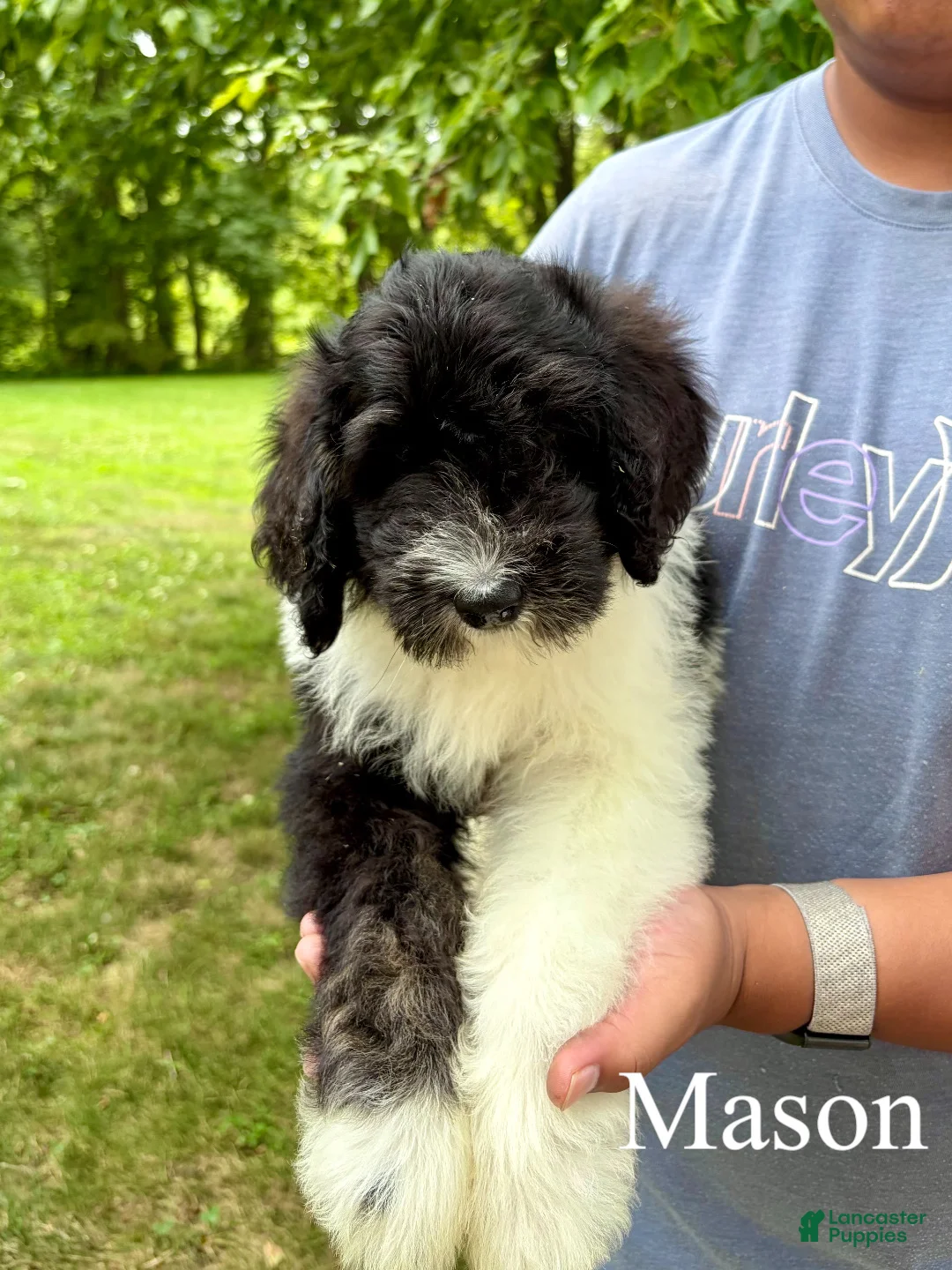 Mixed Breed dogs for sale: Mason - Ad 1