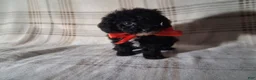 Miniature Poodle dogs for sale: Miniature Poodle Puppy 2 - Ad 5