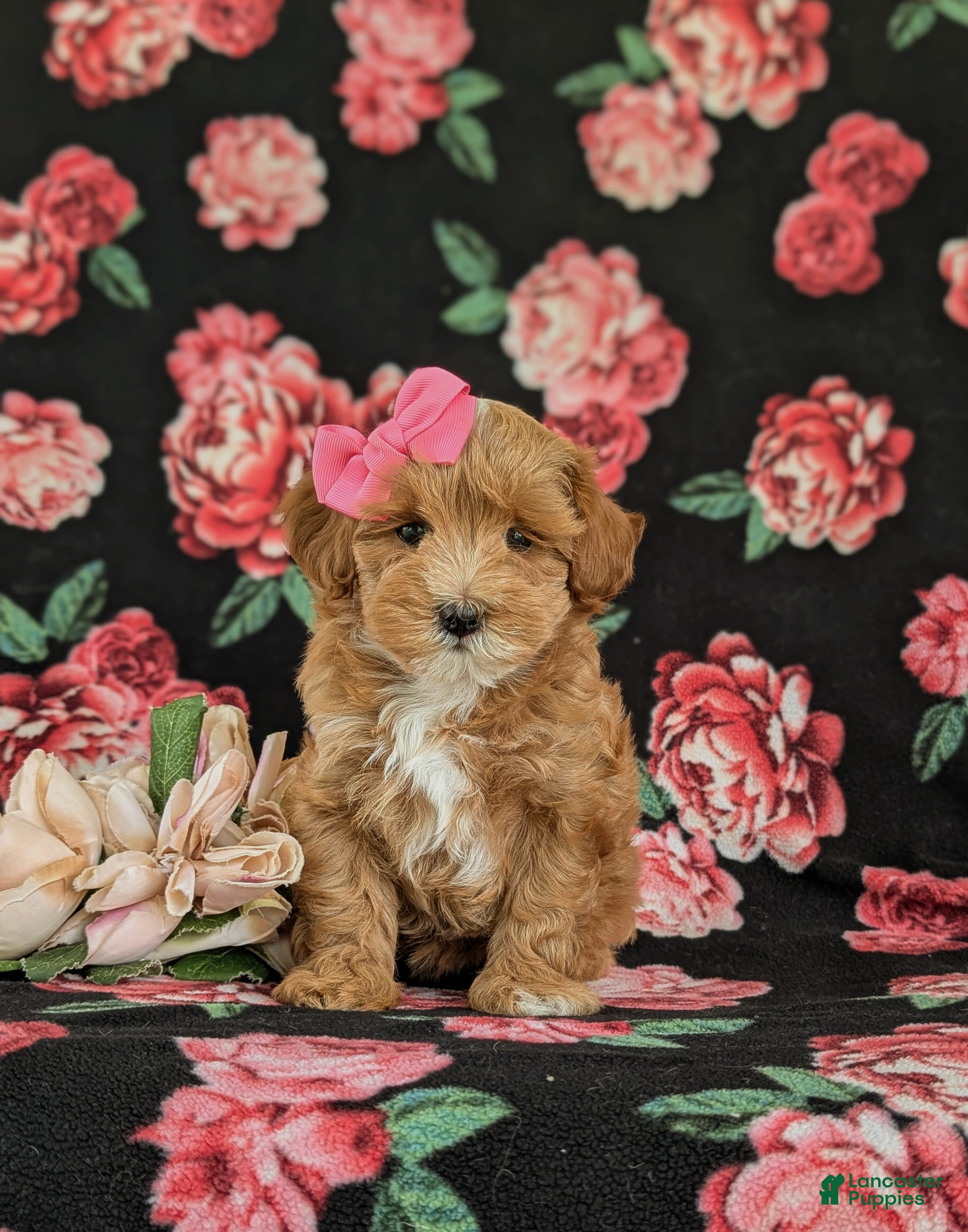 Maltipoo dogs Shaina 7 lbs Full Grown - Ad 2
