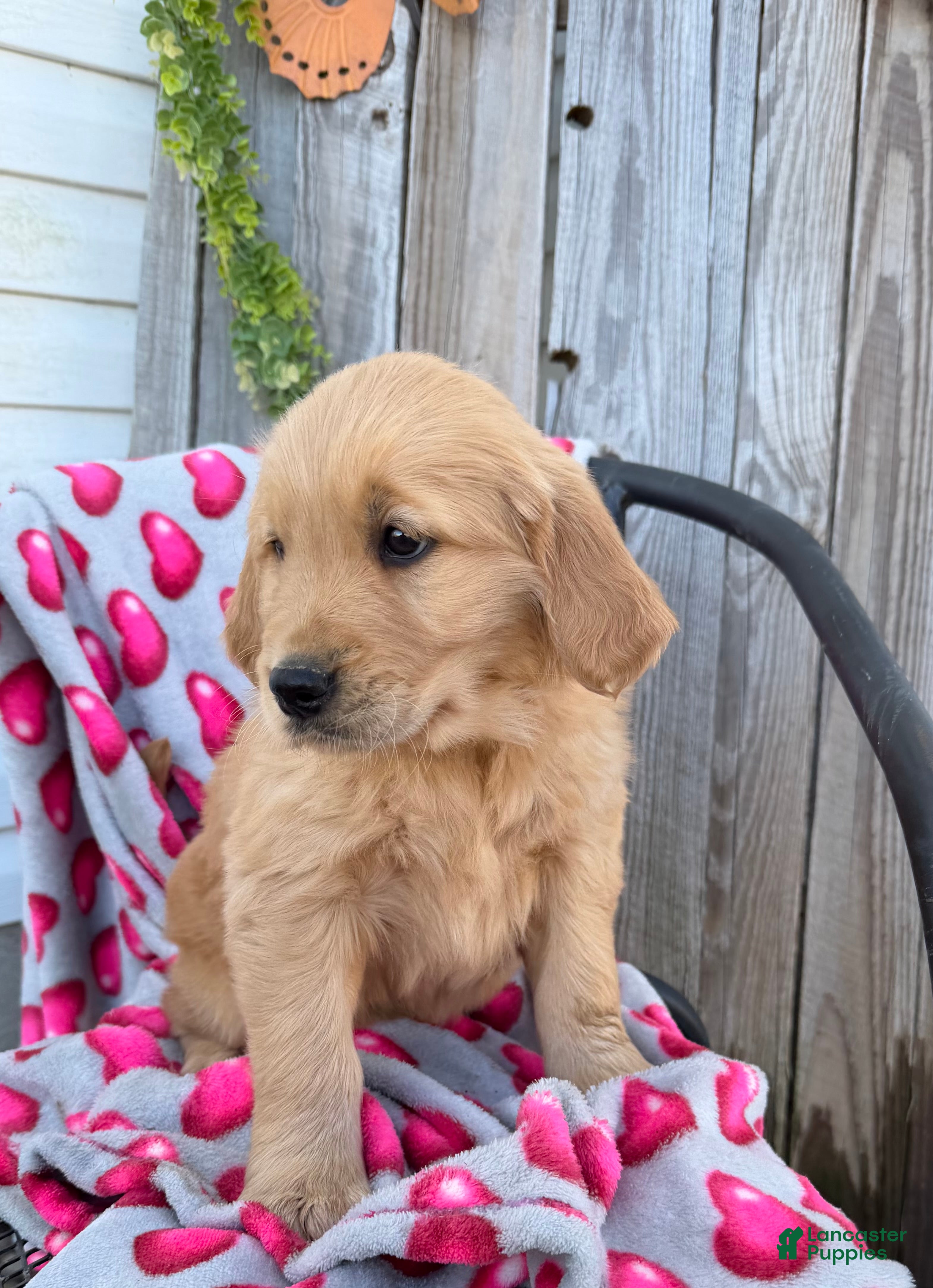 Golden Retriever dogs Annie - Ad 2