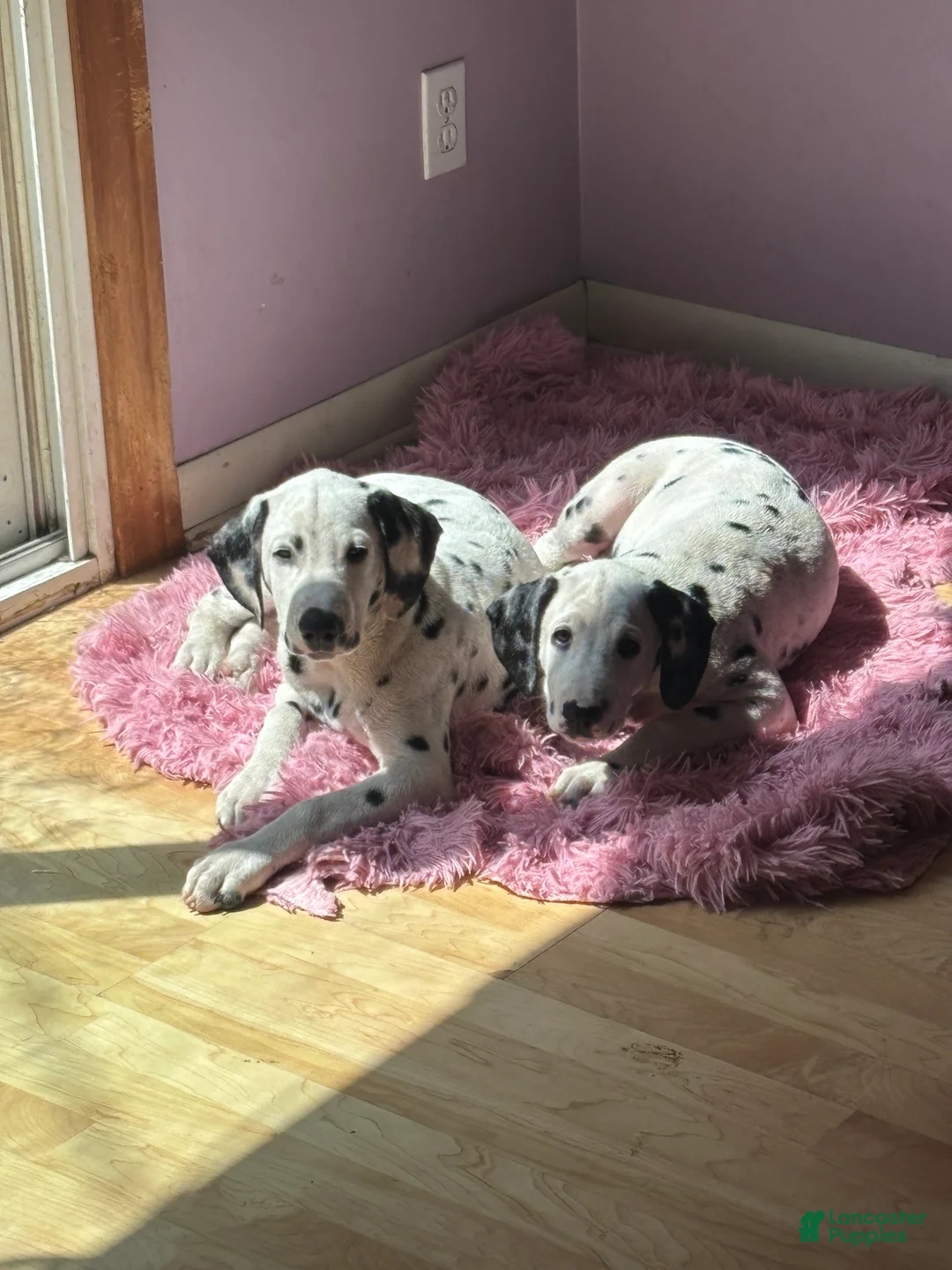 Dalmatian dogs for sale: Dalmatian 2 - Ad 2