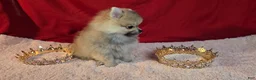 Pomeranian dogs for sale: Pomeranian 1 - Ad 3