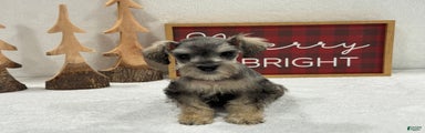 Miniature Schnauzer Marsha Male 5