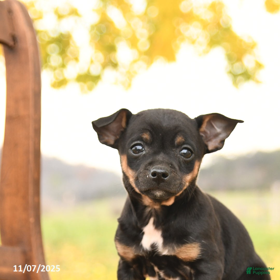 Chihuahua dogs for sale: Flora   - Ad 4