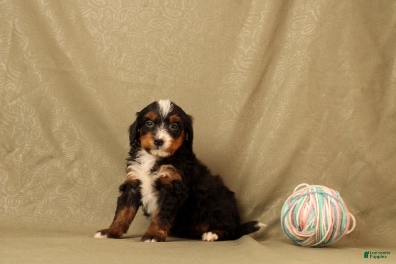 Mini Bernedoodle dogs for sale: Benso - Ad 1