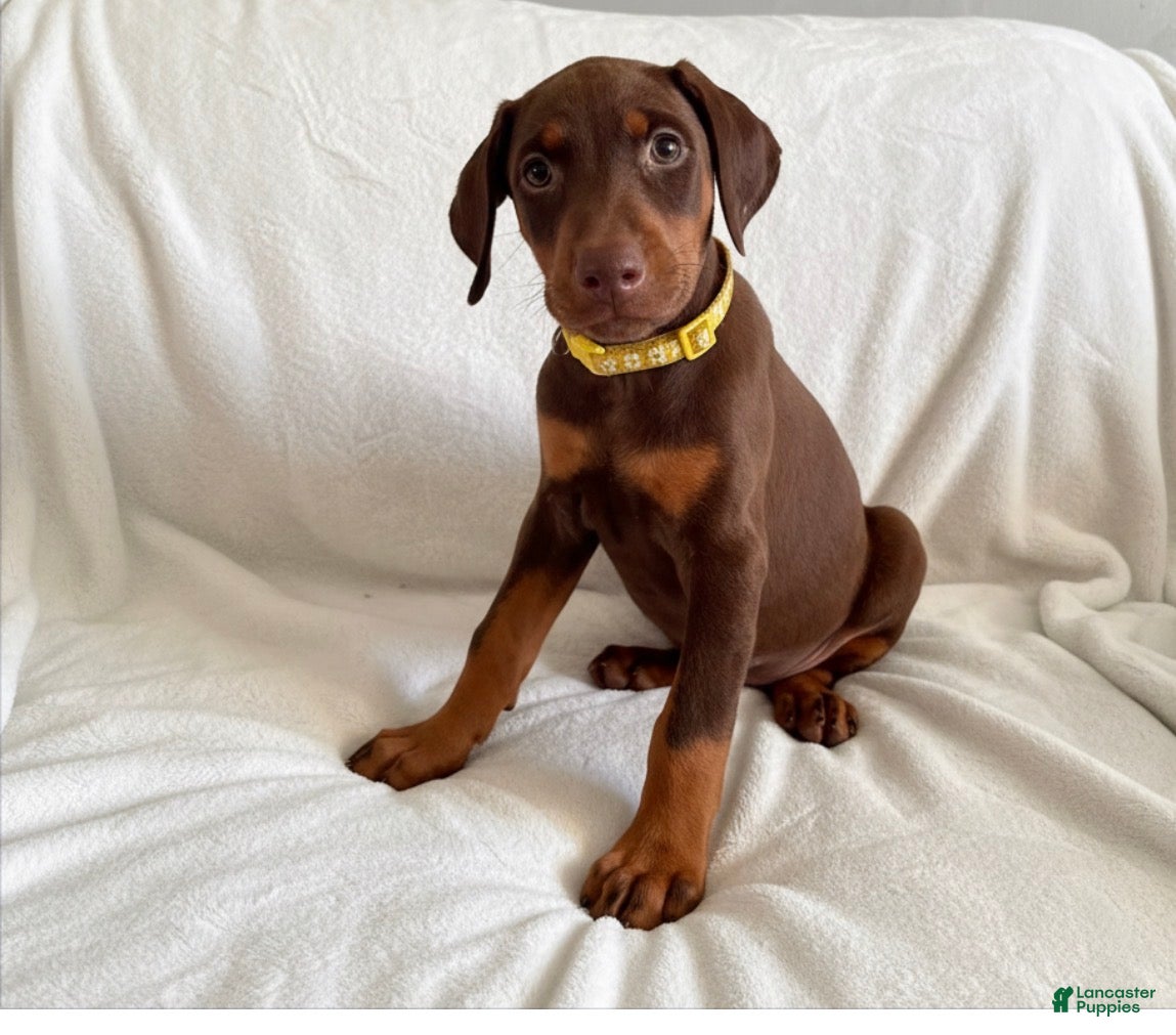 Doberman Pinscher dogs Rose-Not AMISH  - Ad 2