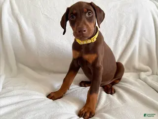 Doberman Pinscher dogs Rose-Not AMISH - Ad 2