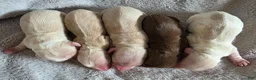 Dachshund dogs for sale: Chocolate and cream pink heart girl - Ad 4