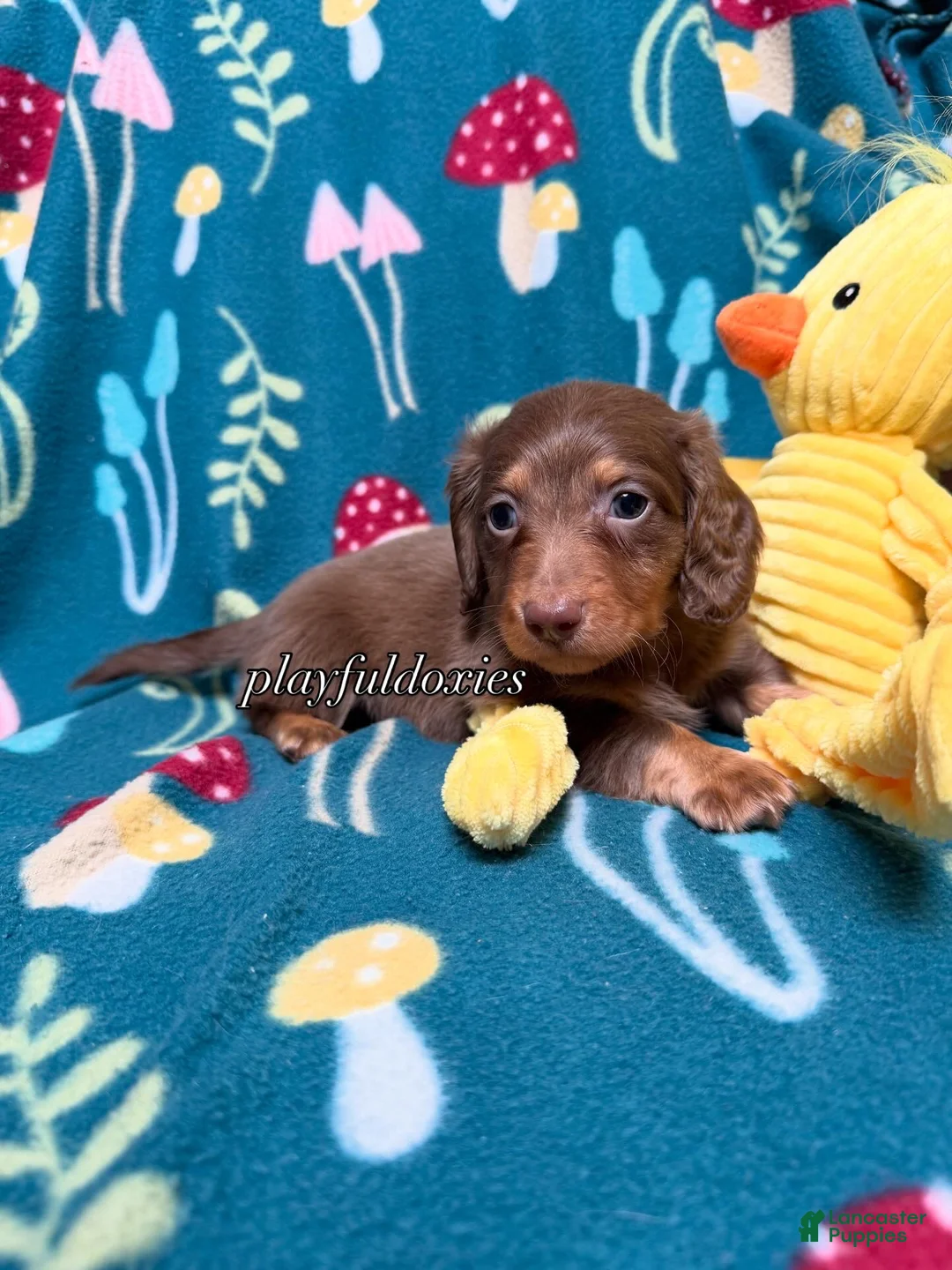 Miniature Dachshund dogs for sale: AKC Lighter Chocolate & Tan Long Haired Male Miniature Dachshund  - Ad 2