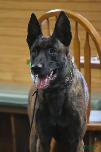 Gallery Image {{count}}