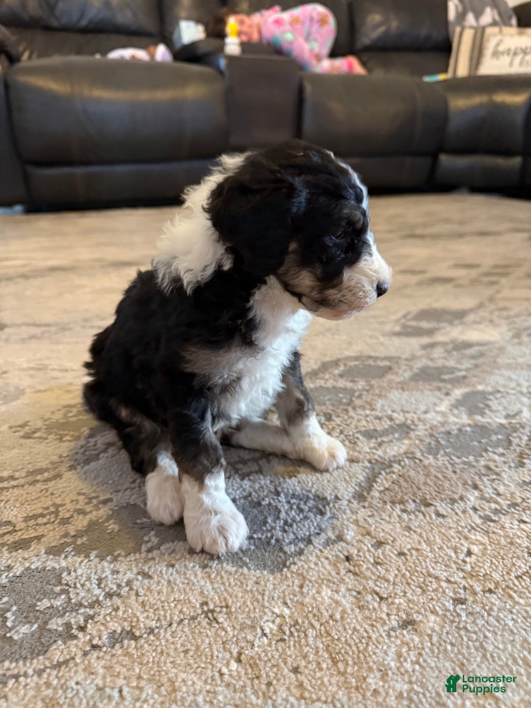 Aussiedoodle dogs for sale: Lane - Ad 5
