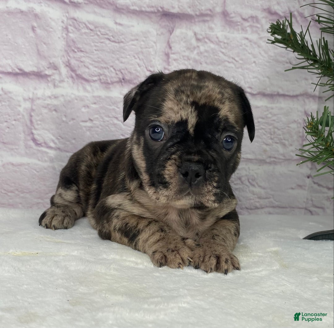 French Bulldog dogs for sale: Mickey  - Ad 7