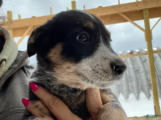 Australian Cattle Dog dogs Nellie - Ad 36