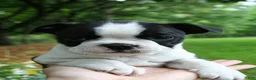 Boston Terrier dogs for sale: Buttercup - Ad 2