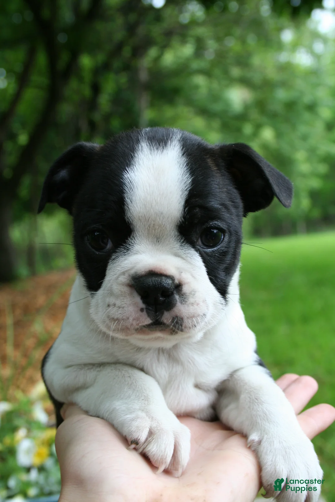 Boston Terrier dogs for sale: Buttercup - Ad 2