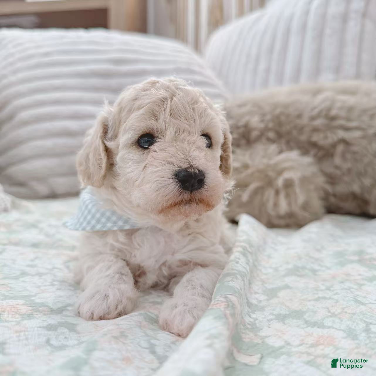 Bichpoo dogs Apple - Ad 27