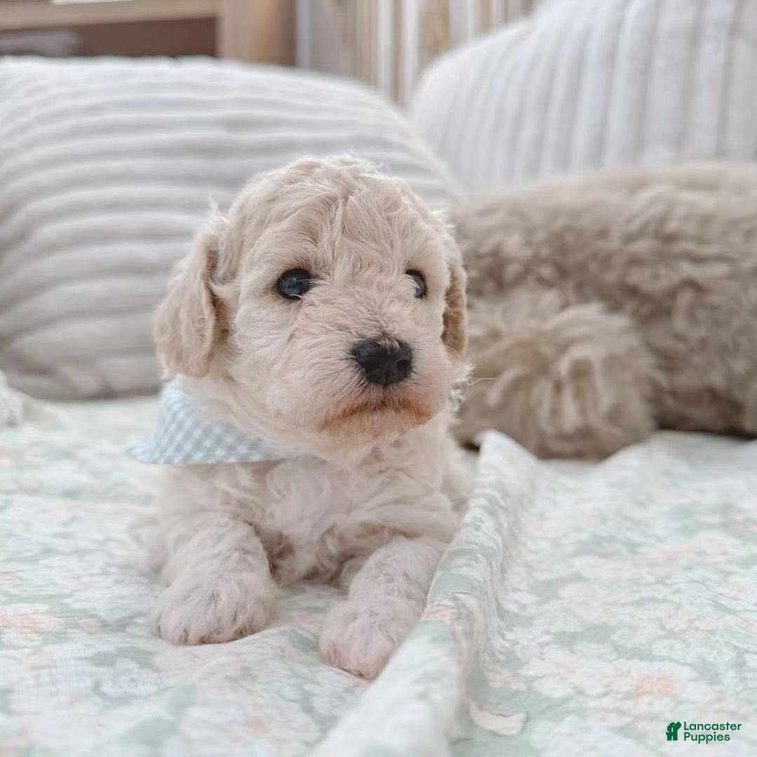 Bichpoo dogs for sale: Apple - Ad 1