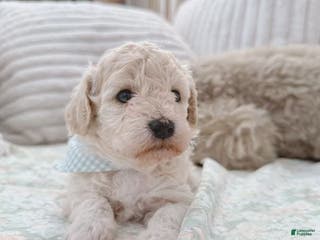 Bichpoo dogs Apple - Ad 25