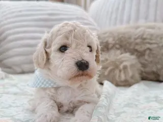 Bichpoo dogs Apple - Ad 34