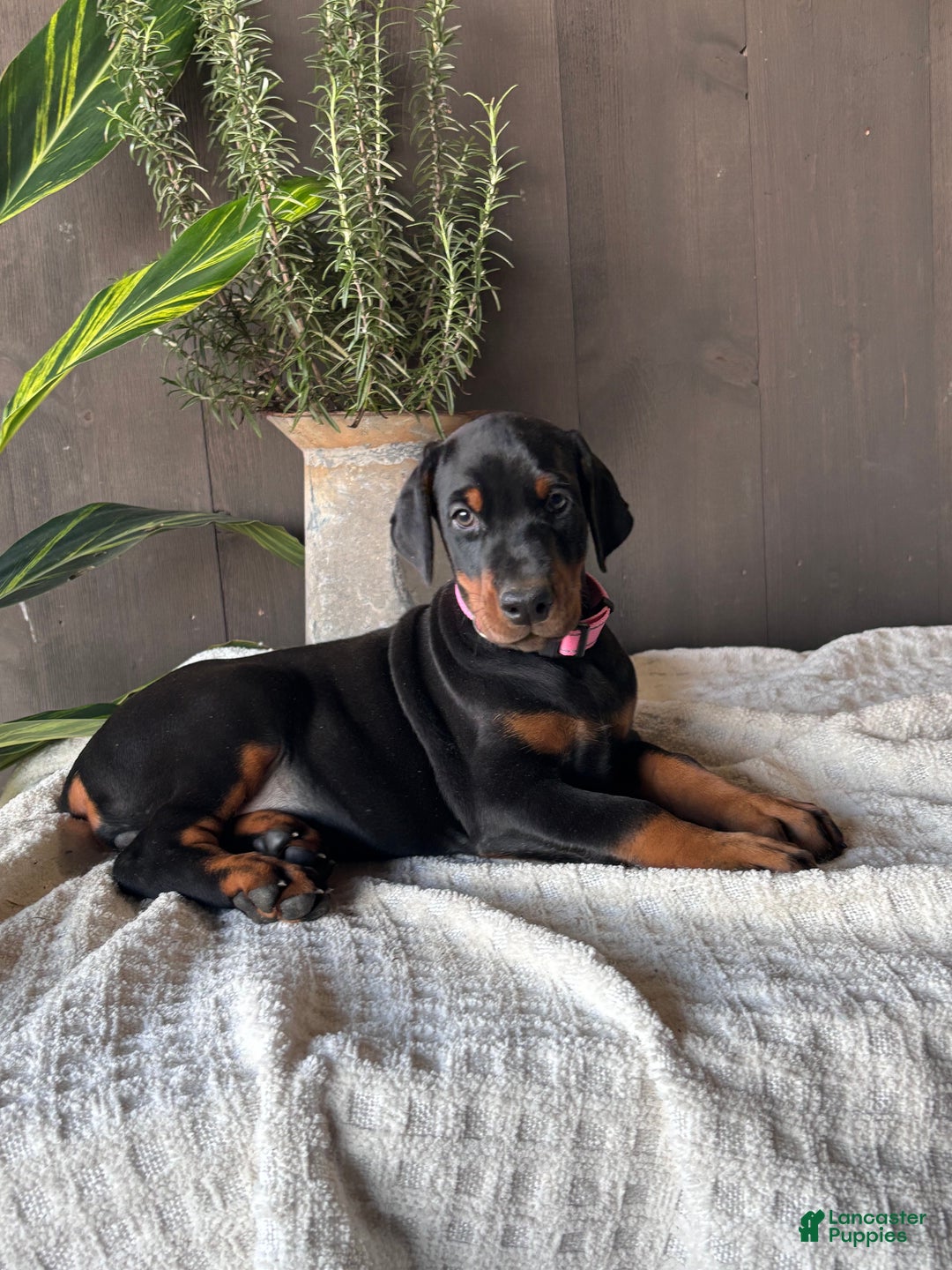 Doberman Pinscher dogs for sale: Doberman Pinscher Puppy 1 - Ad 2