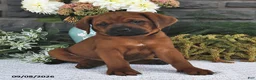 Mixed Breed dogs for sale: Rover  - Ad 2