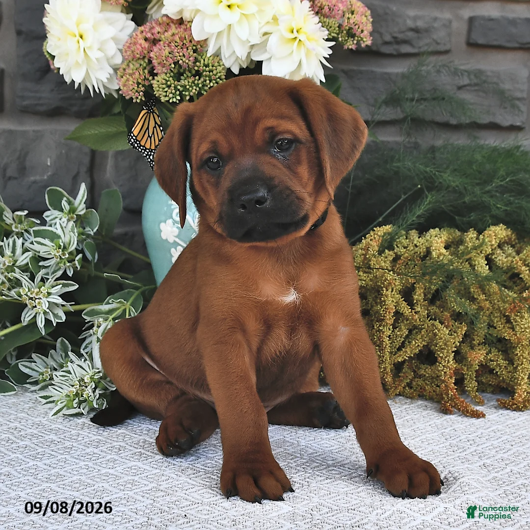 Mixed Breed dogs for sale: Rover  - Ad 2