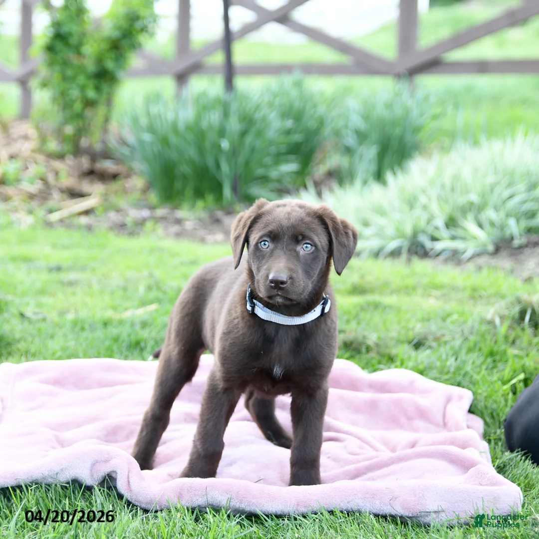 Labrador Retriever dogs for sale: Echo - Ad 5