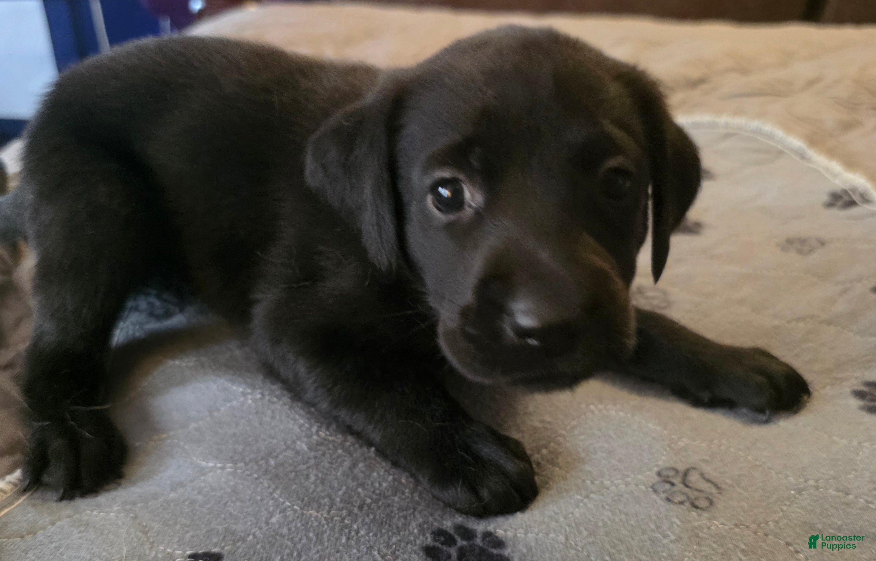 Labrador Retriever dogs L-orange - Ad 1