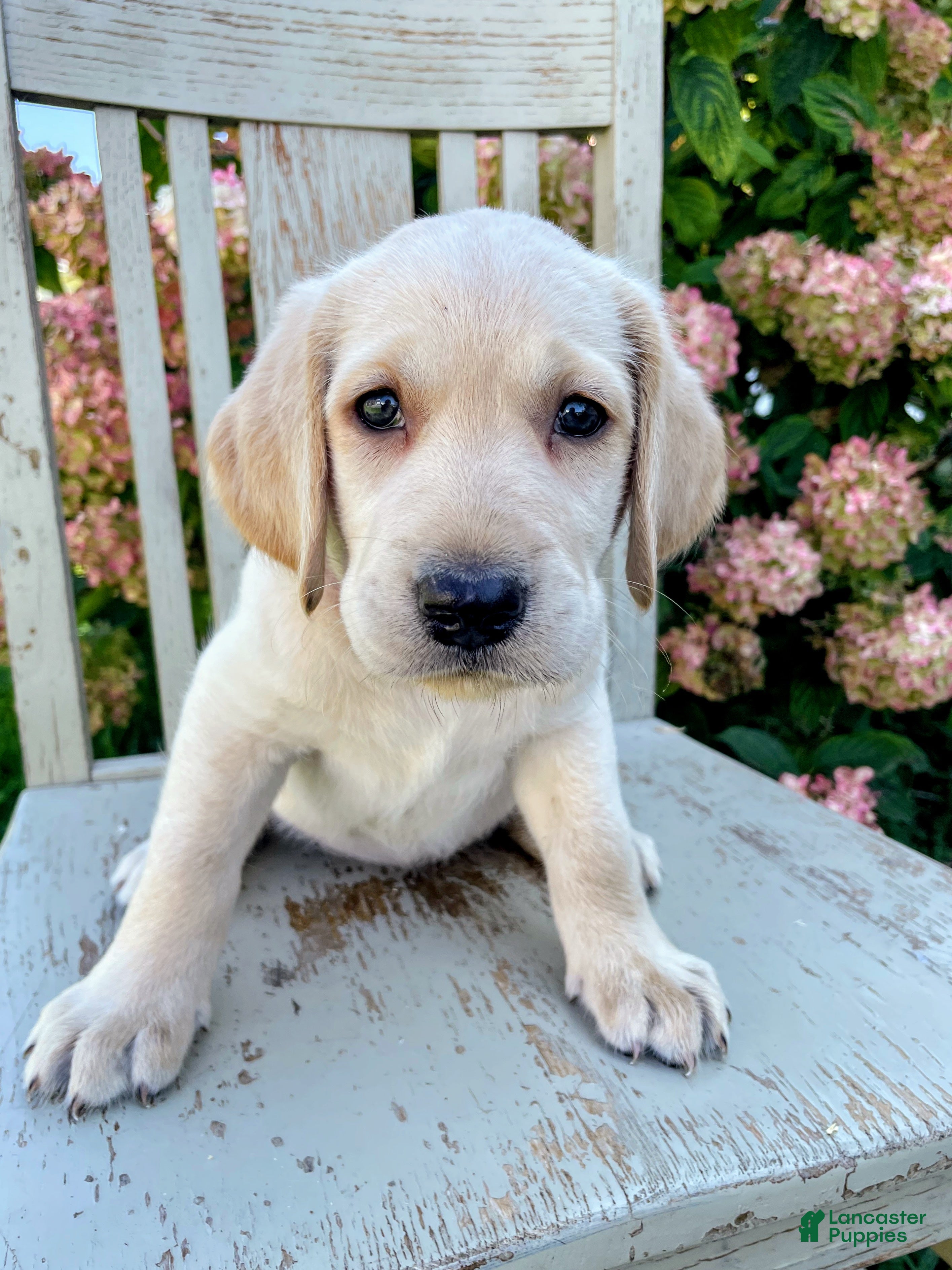 Labradoodle dogs Lacey - Ad 38