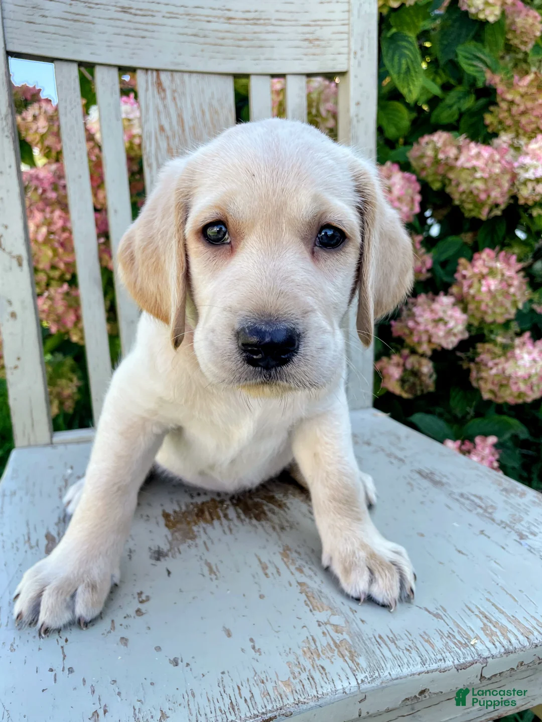 Labradoodle dogs for sale: Lacey - Ad 1
